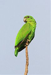 Black-billed Amazon